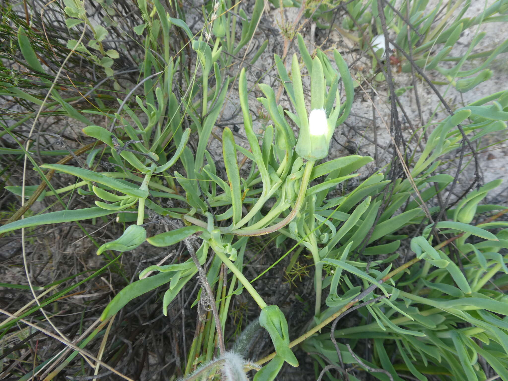 Image of Skiatophytum flaccidifolium Klak