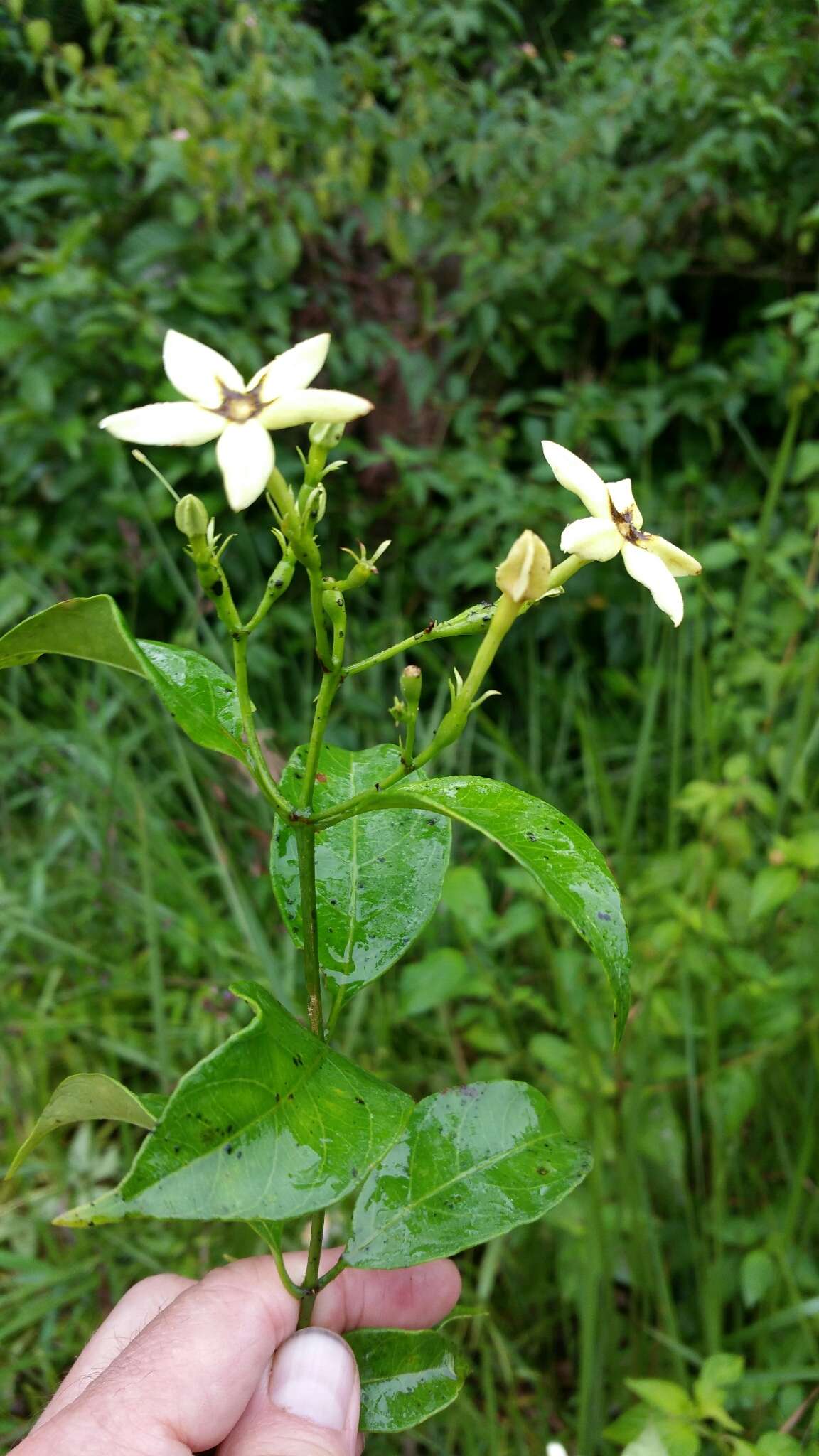 Image de Mussaenda arcuata Poir.