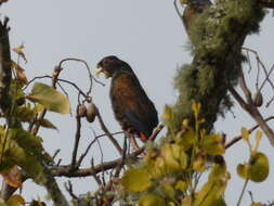 Image of Bronze-winged Parrot