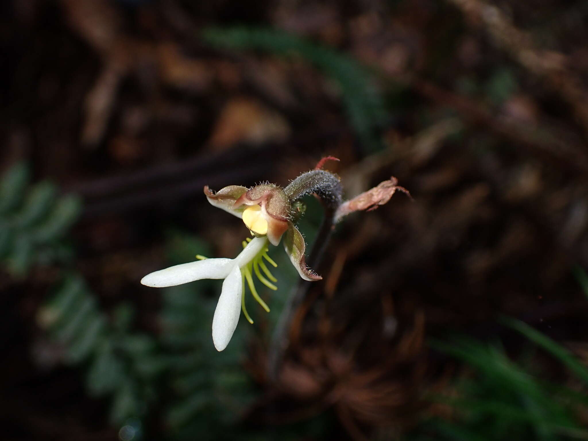 Image of Anoectochilus formosanus Hayata