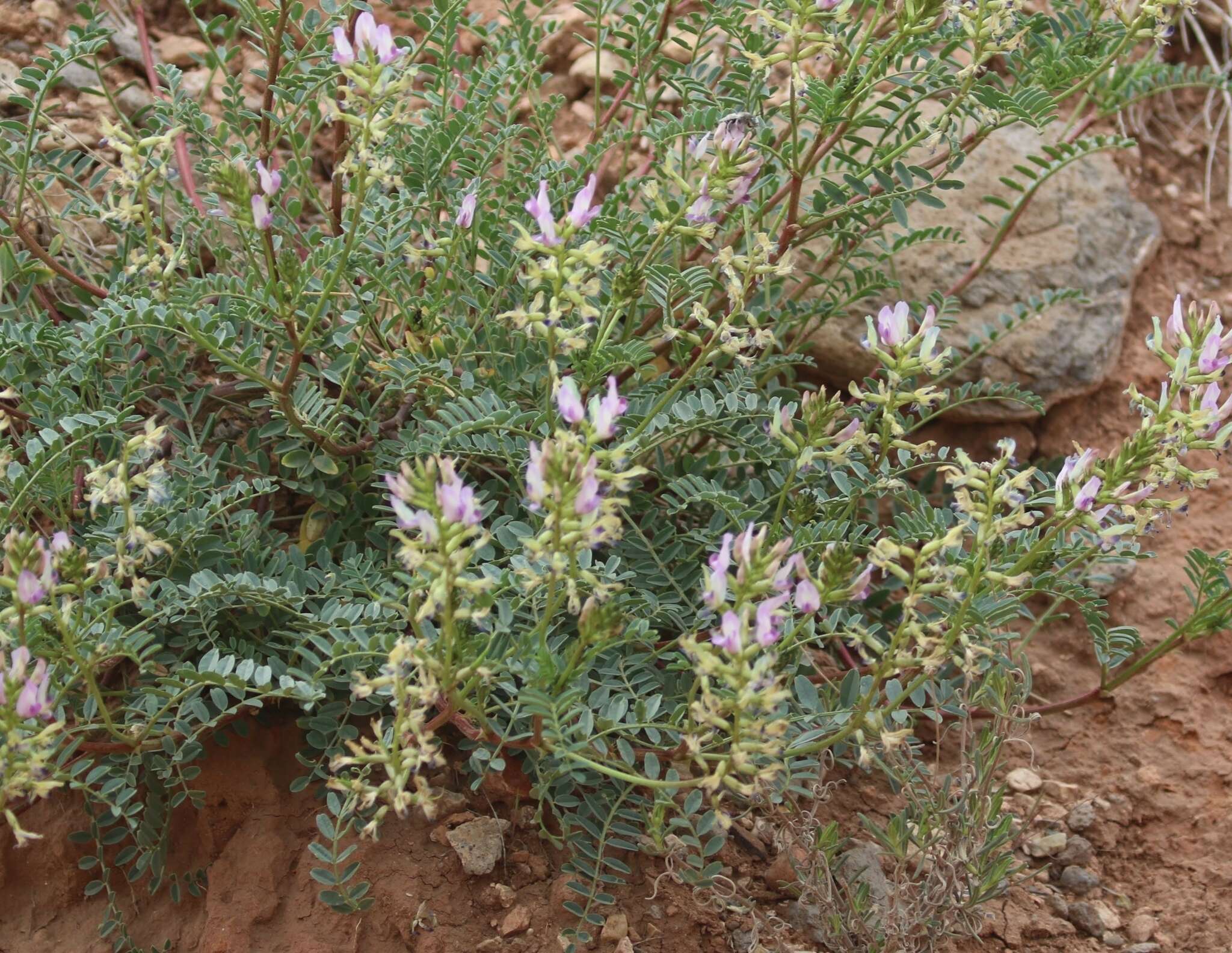 Astragalus lentiginosus var. yuccanus M. E. Jones的圖片