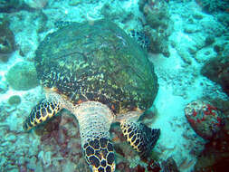 Image of Caretta