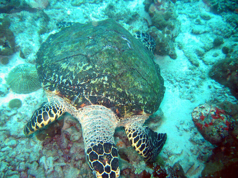 Image of Caretta