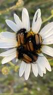 صورة Eulasia (Eulasia) bombyliformis (Pallas 1781)