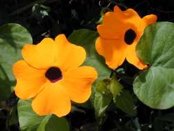 Image de Thunbergia alata Boj. ex Sims