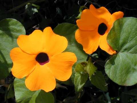 Image de Thunbergia alata Boj. ex Sims