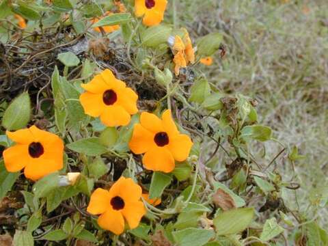 Image of blackeyed Susan vine