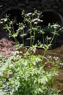 Imagem de Anthriscus sylvestris (L.) Hoffm.