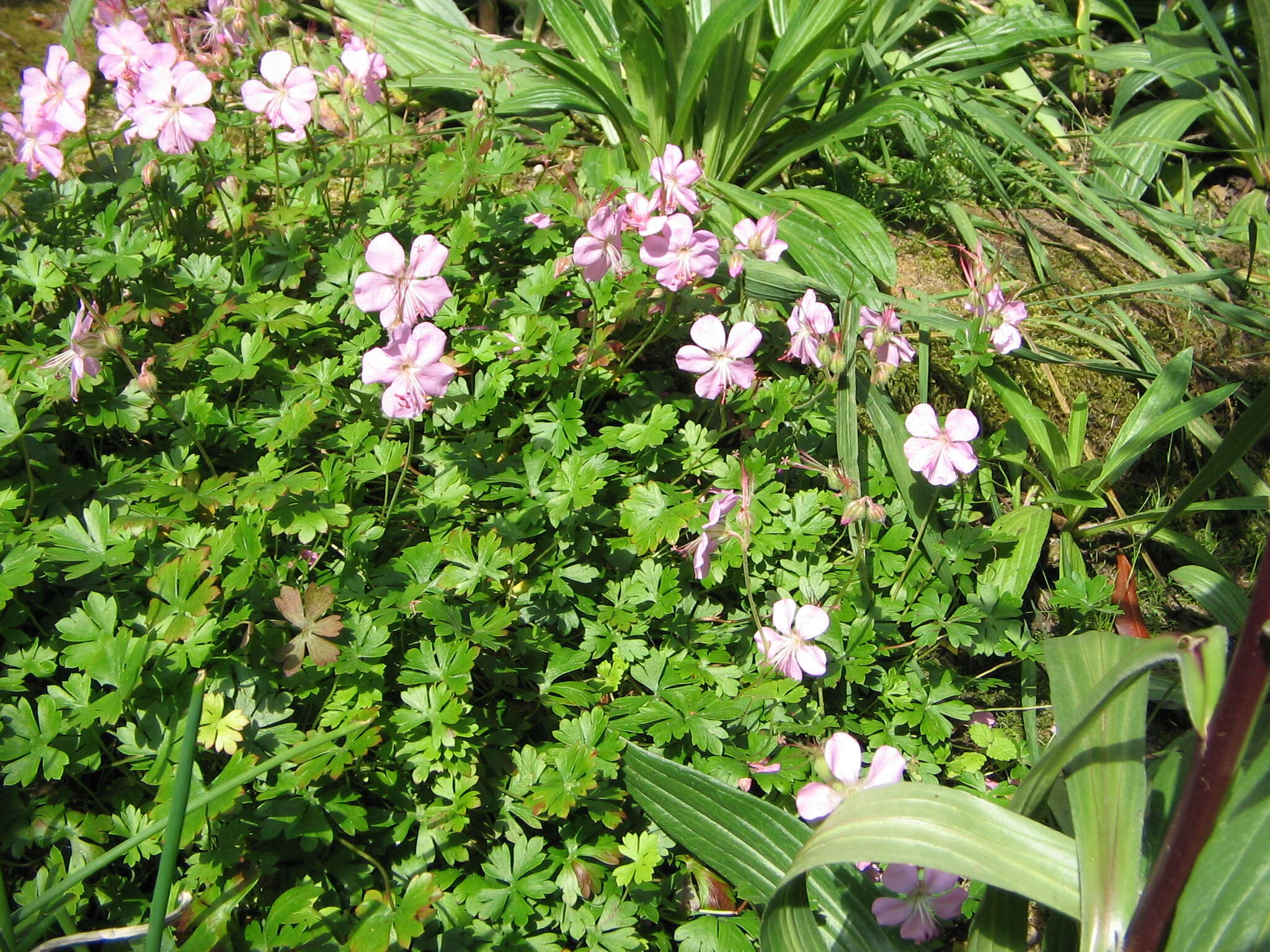 Image of Dalmatian Cranesbill