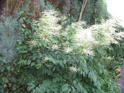 Image of bride's feathers