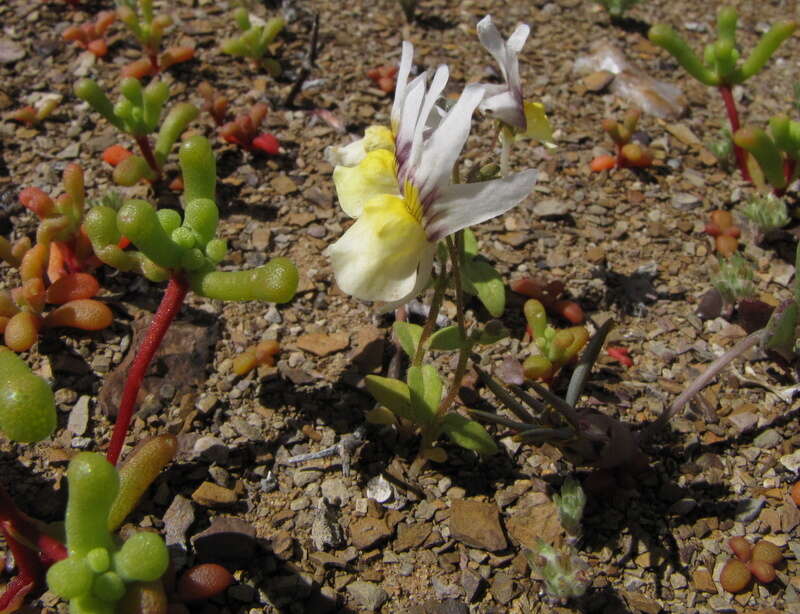 Sivun Nemesia karroensis Bond kuva