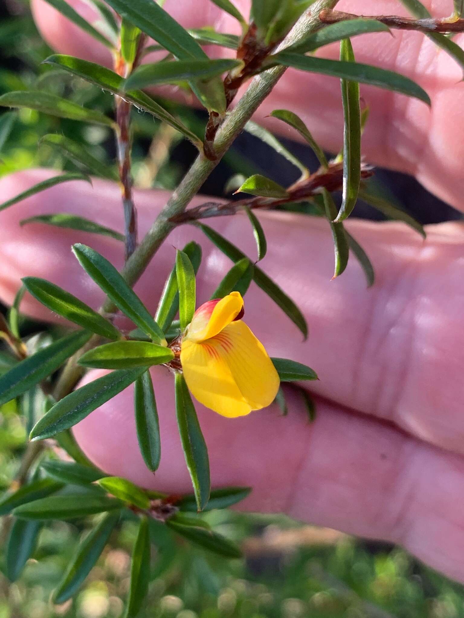 Imagem de <i>Pultenaea rariflora</i>