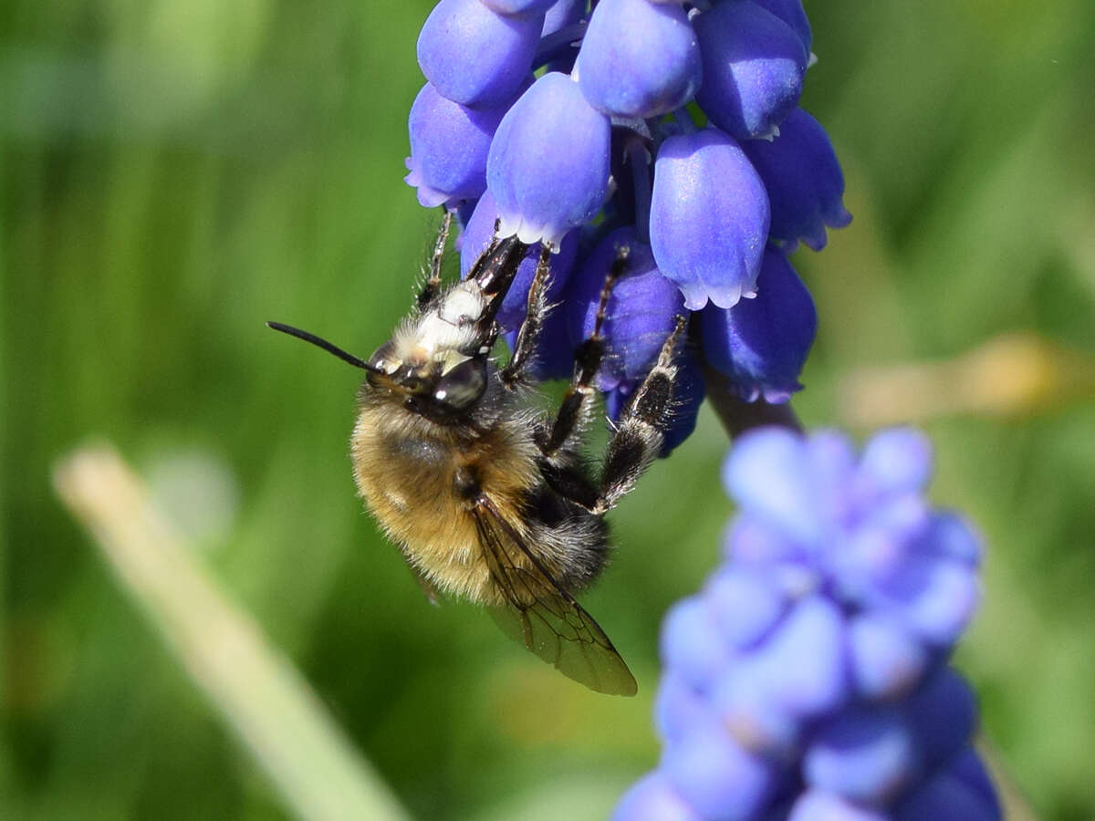 Image of Anthophora plumipes (Pallas 1772)