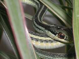 Image of Western Ribbon Snake