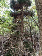 Image of Guaitecas Cypress