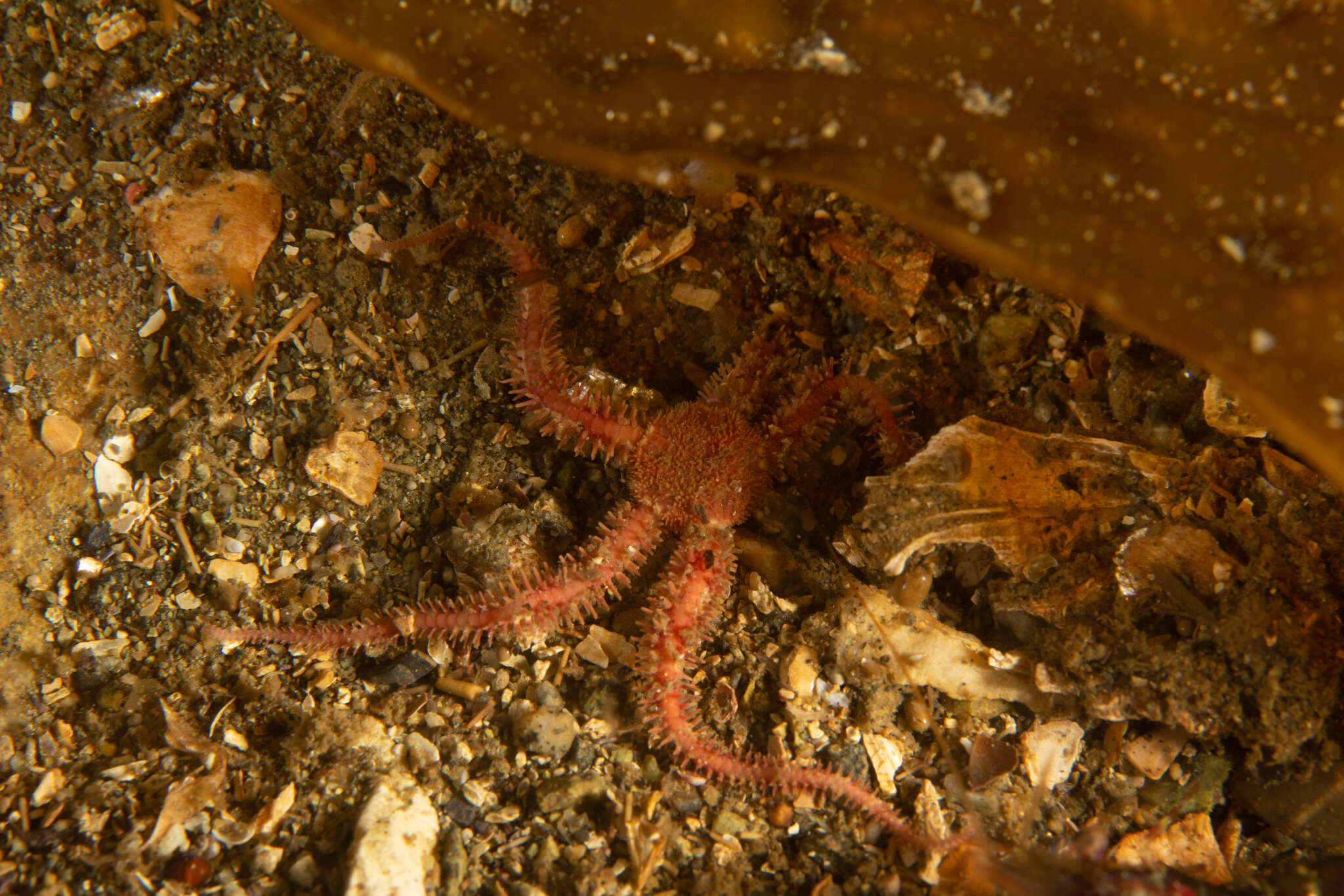 Image of Ophiactis asperula (Philippi 1858)