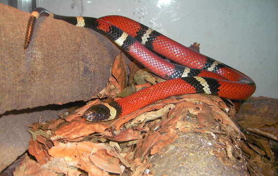 Image of Lampropeltis triangulum nelsoni