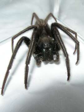 Image of Cellar Spider