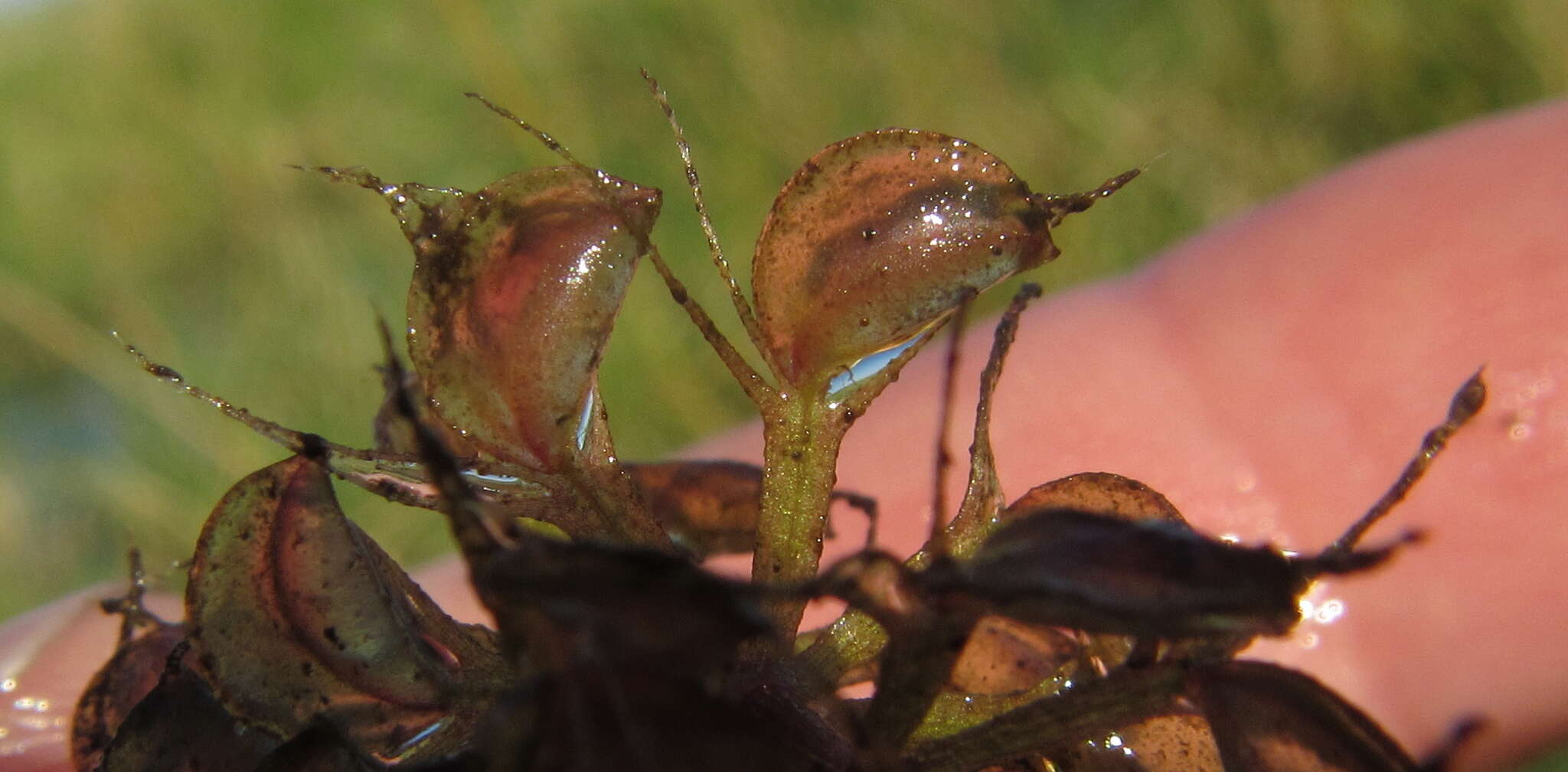 Image of Common Aldrovanda