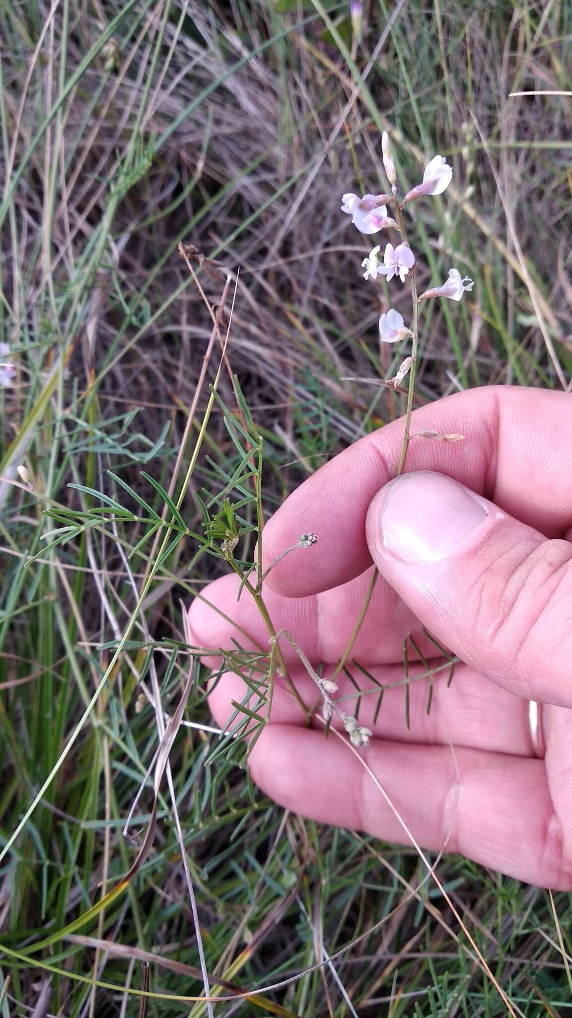 Image of Astragalus austriacus Jacq.