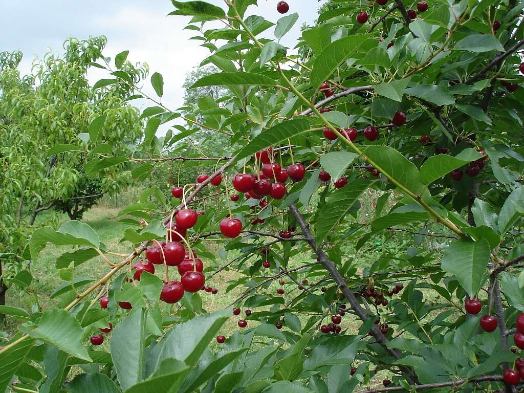 Image of sour cherry