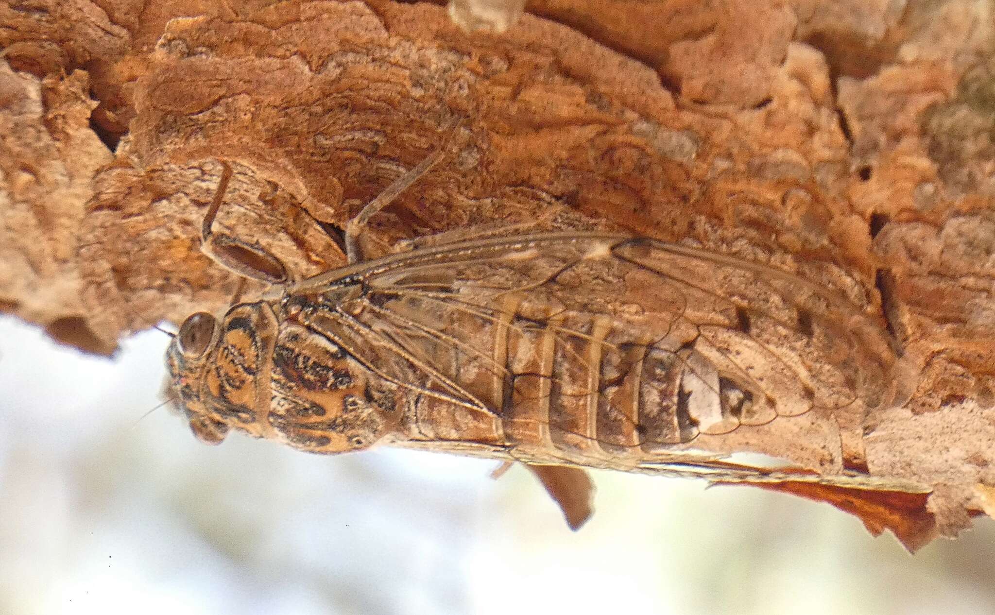 Sivun Cicada barbara (Stal 1866) kuva