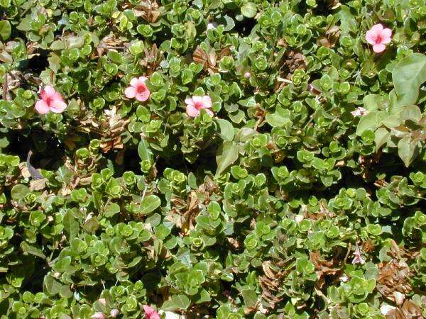 Image of Barleria repens Nees