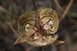 Слика од Calochortus