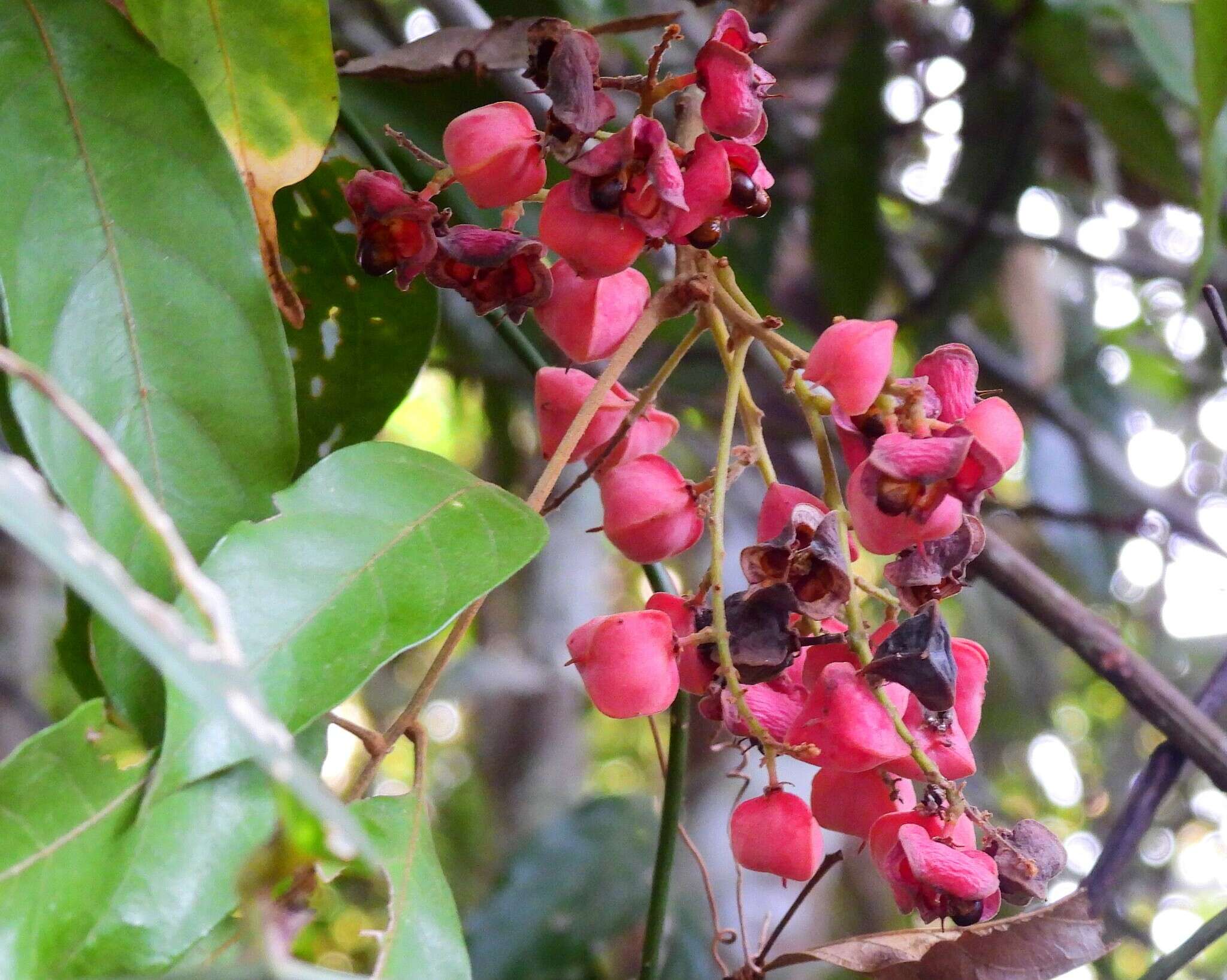 Sarcopteryx martyana (F. Müll.) Radlk.的圖片