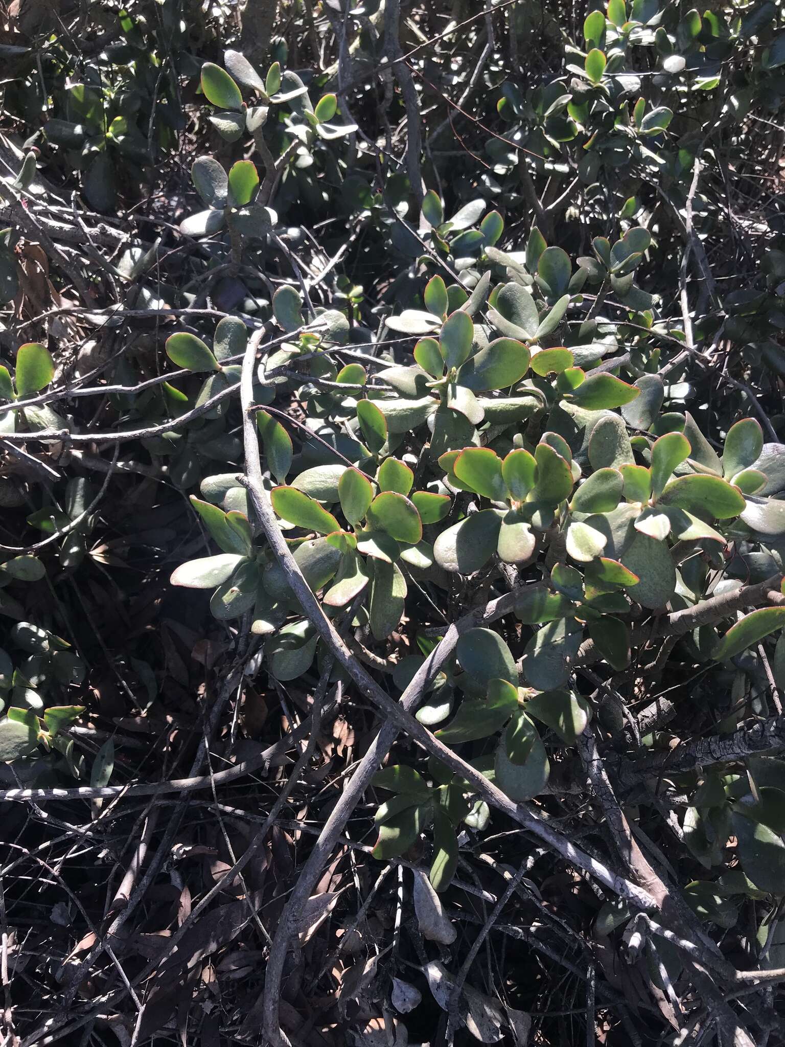 Image of jade plant