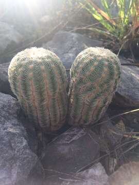 Image of Echinocereus reichenbachii subsp. caespitosus