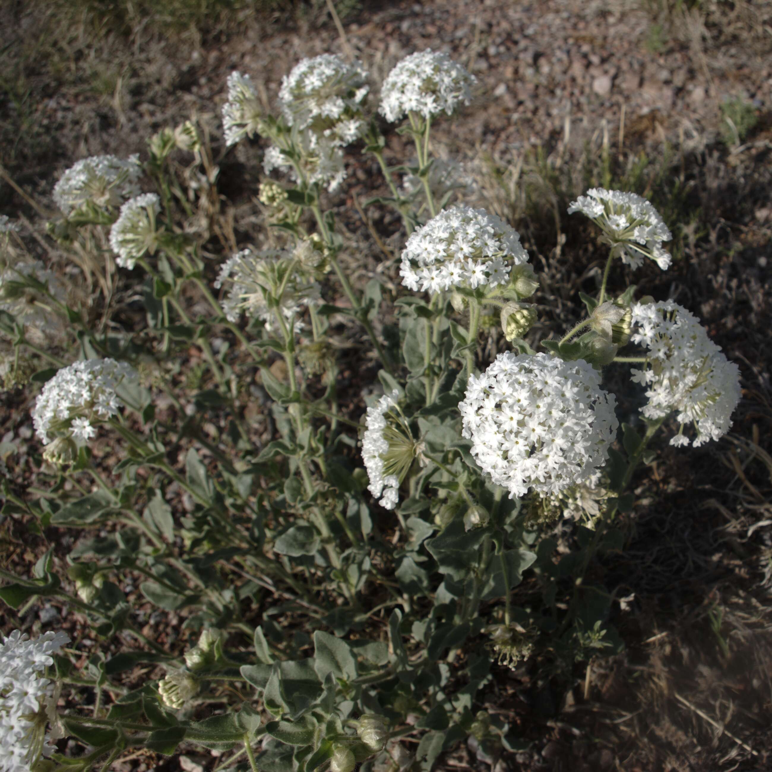 Image of snowball sand verbena