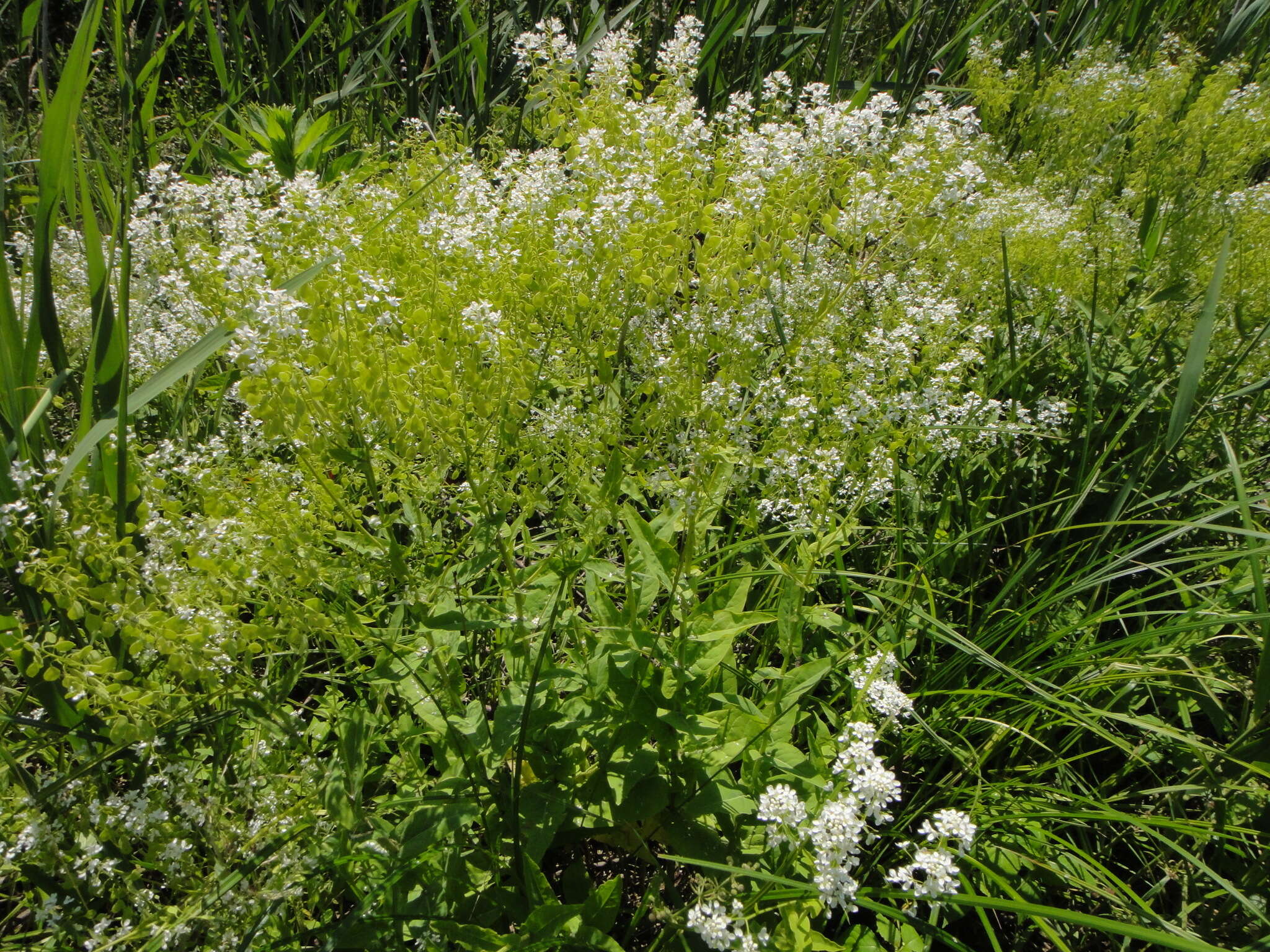 Imagem de Peltaria alliacea Jacq.