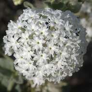 Image of snowball sand verbena