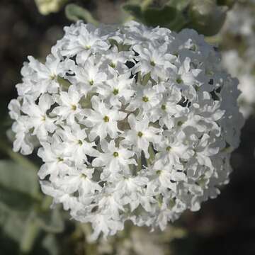 Image of snowball sand verbena