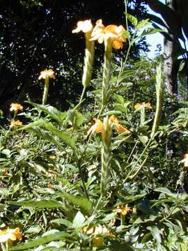 Image of Crossandra infundibuliformis (L.) Nees