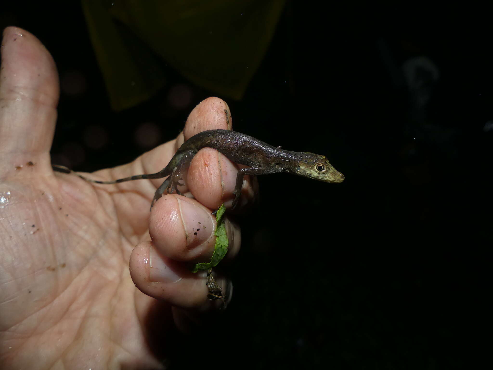 Image of Blotchbelly Anole