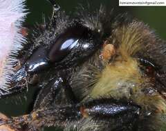 Слика од Bombus pseudobaicalensis Vogt 1911