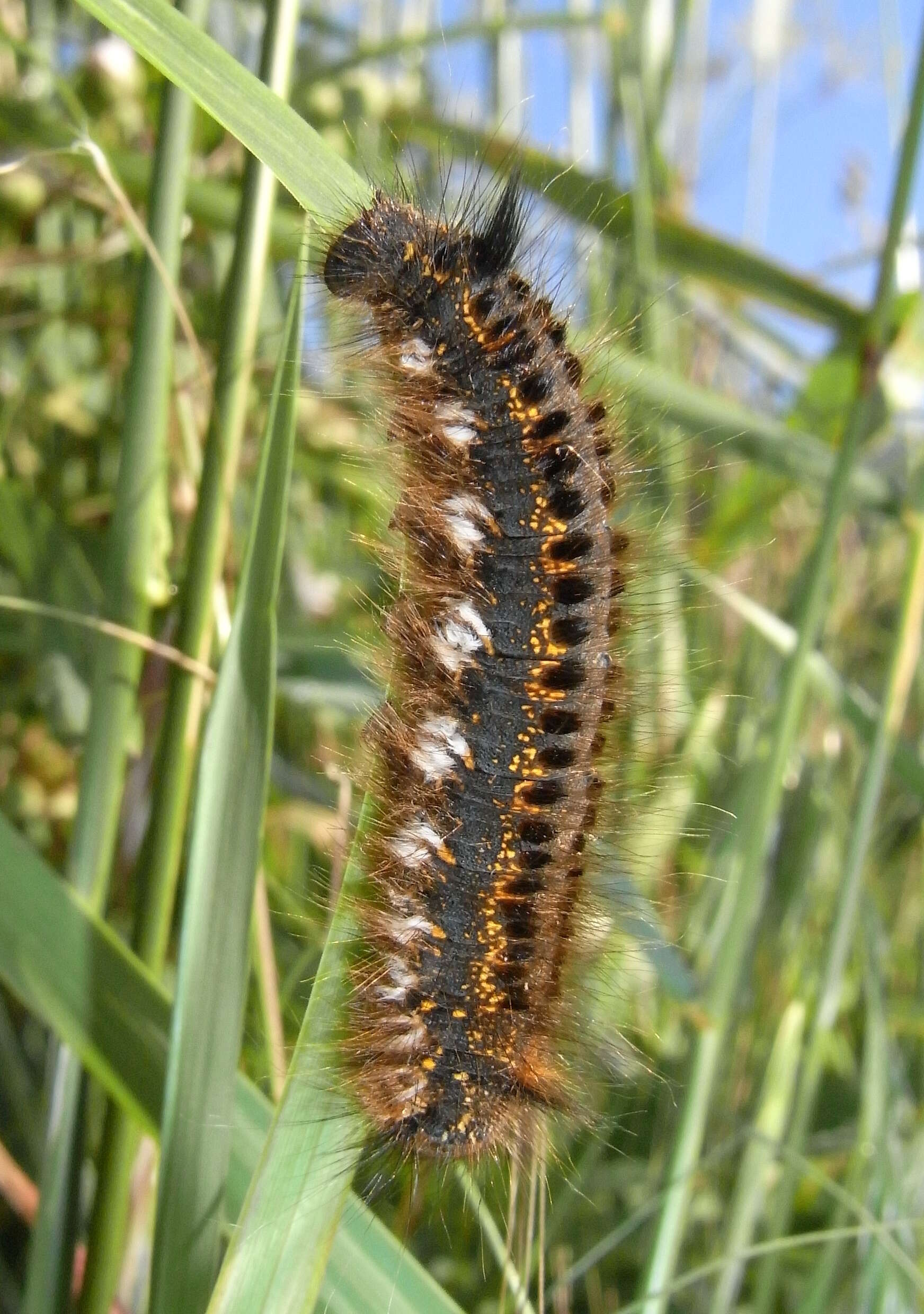 Слика од Euthrix potatoria Linnaeus 1758