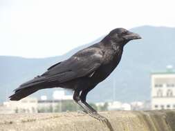 Image of Carrion Crow