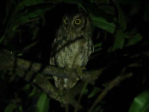 Image of Tropical Screech Owl