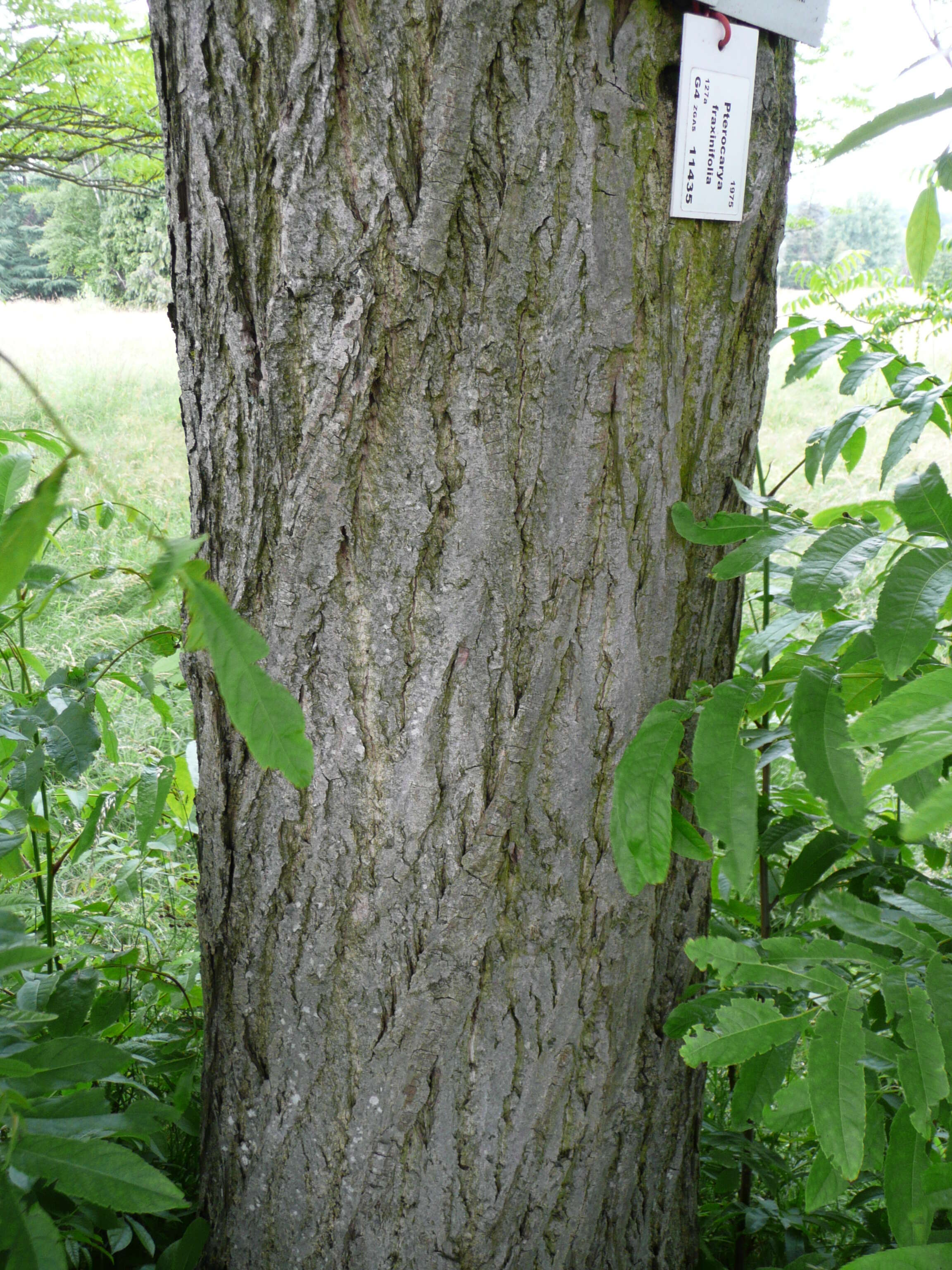 Image of Caucasian Wingnut