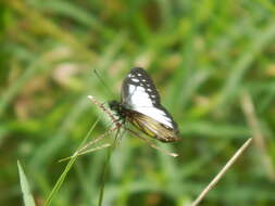 Image of Catasticta prioneris (Hopffer 1874)