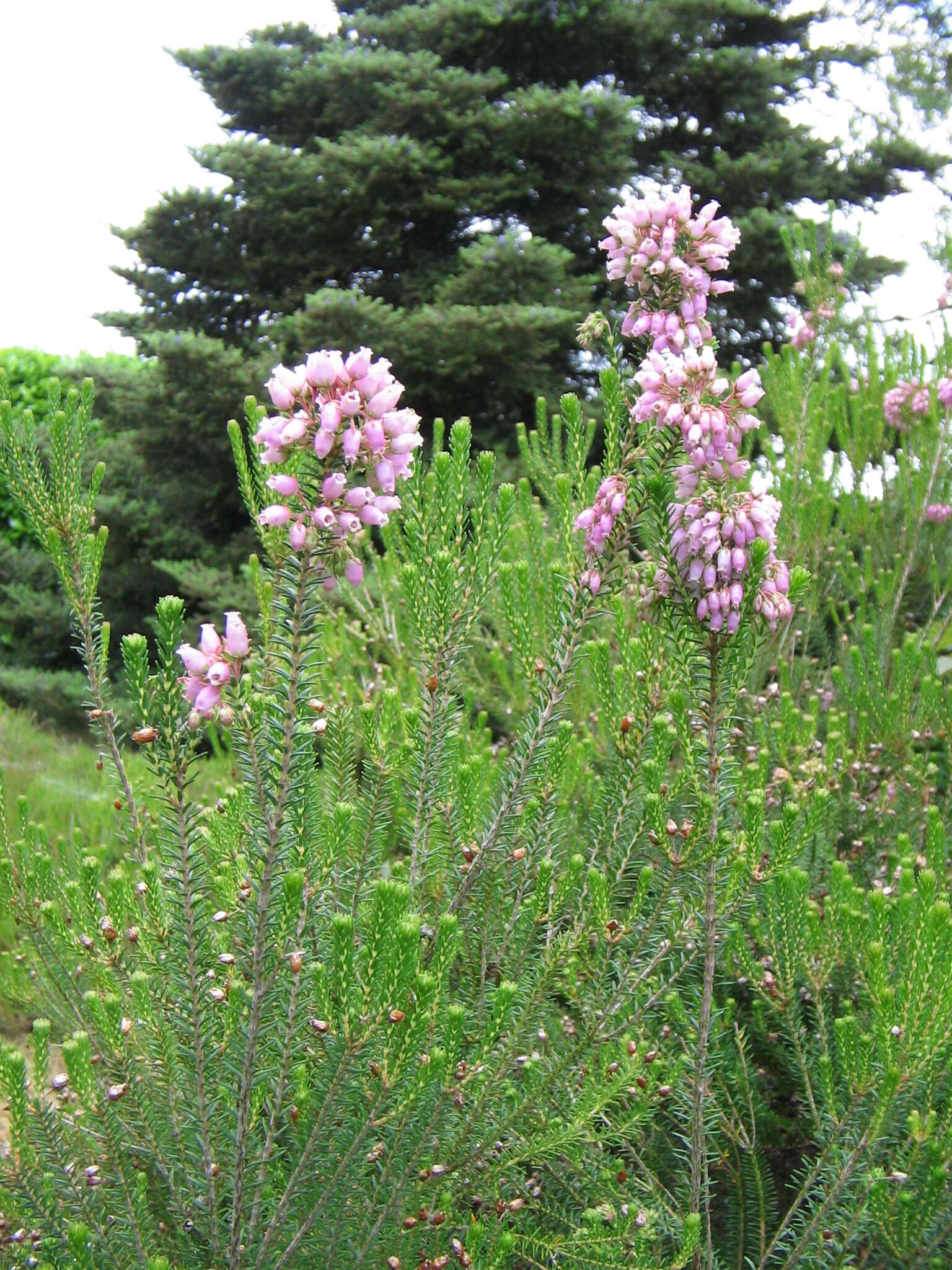 Image de Bruyère de Corse