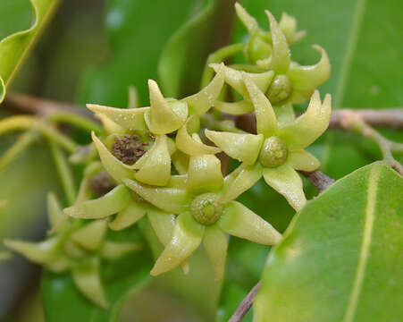 Image of Monoon longifolium