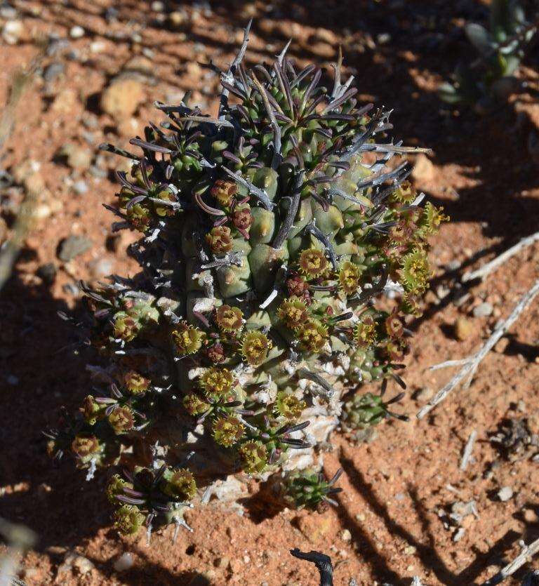 صورة Euphorbia multiceps A. Berger