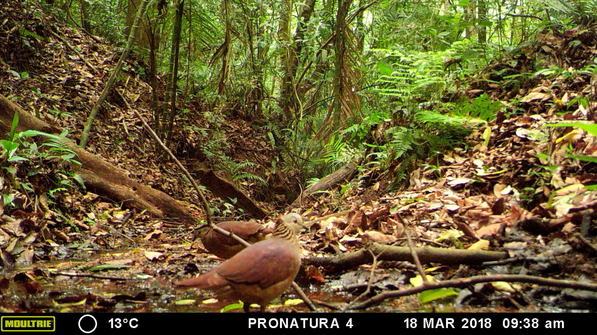 Image of White-faced Quail-Dove