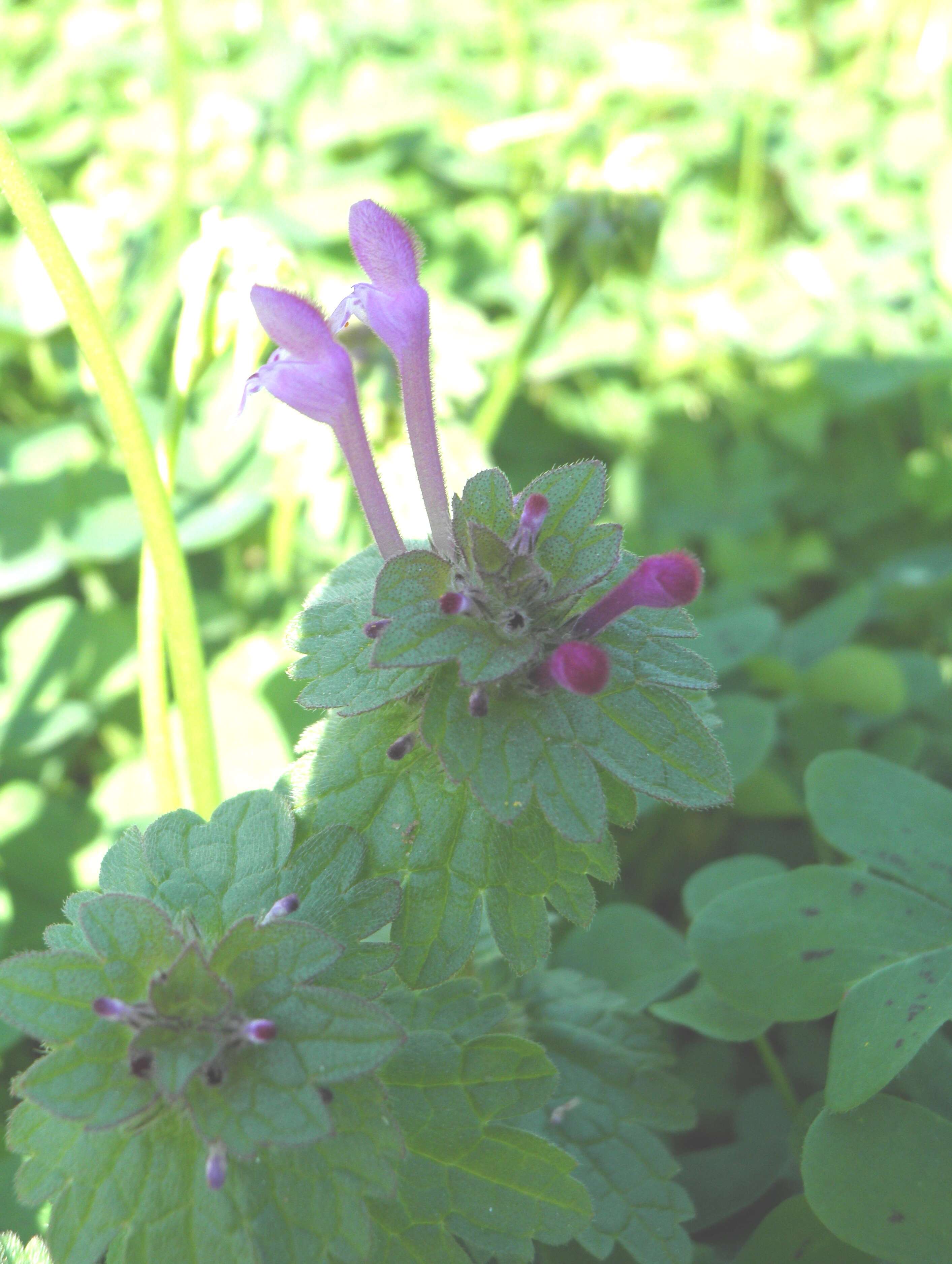 Image of common henbit