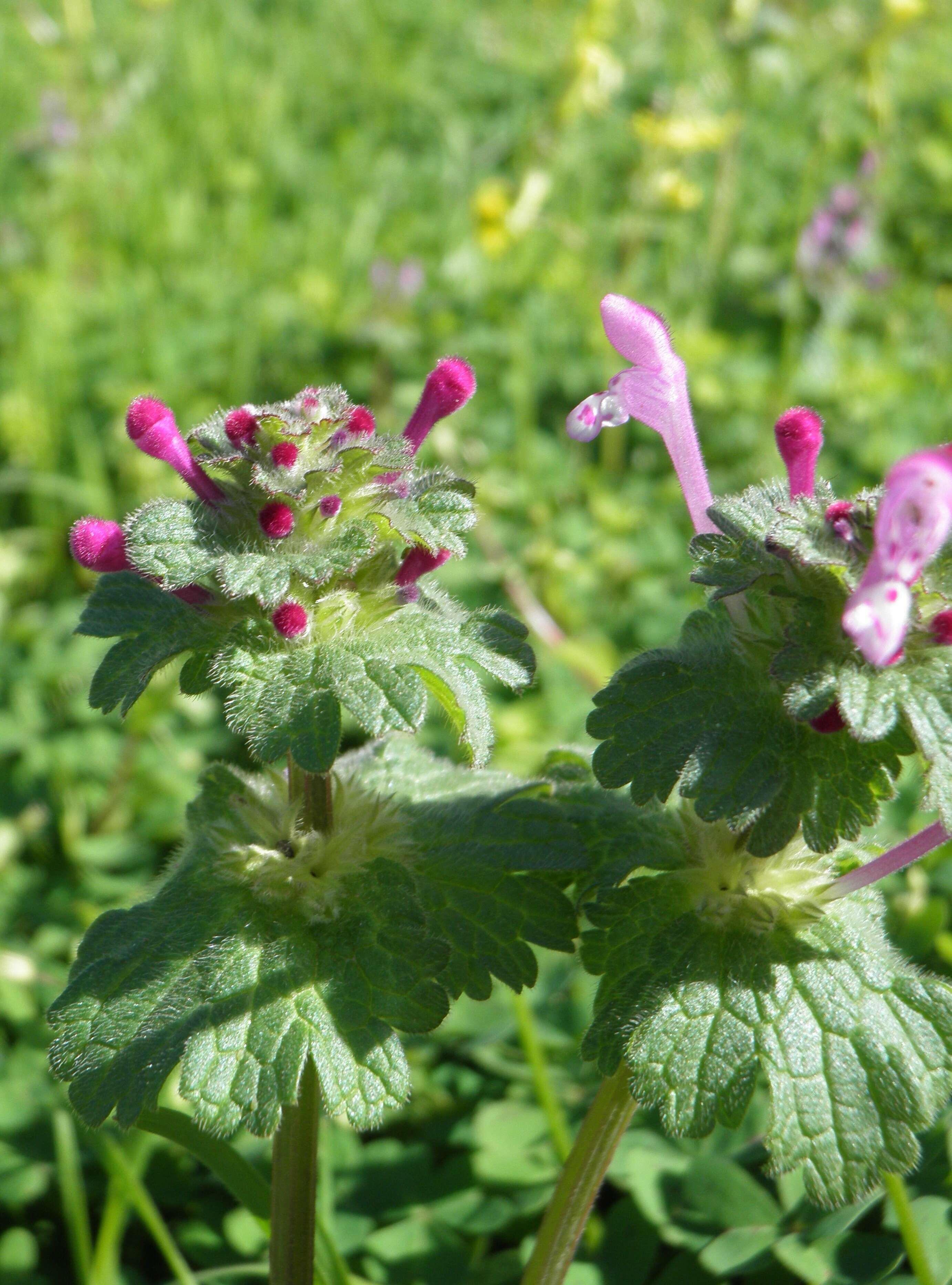 Image of common henbit