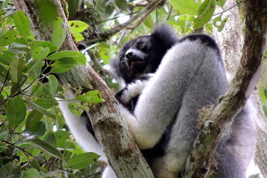 Image of indri